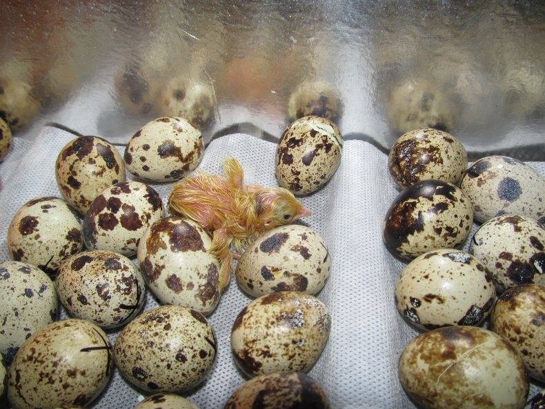 Инкубация перепелиных яиц: руководство для начинающих, режимы инкубации при выращивании в домашних условиях (125 фото)