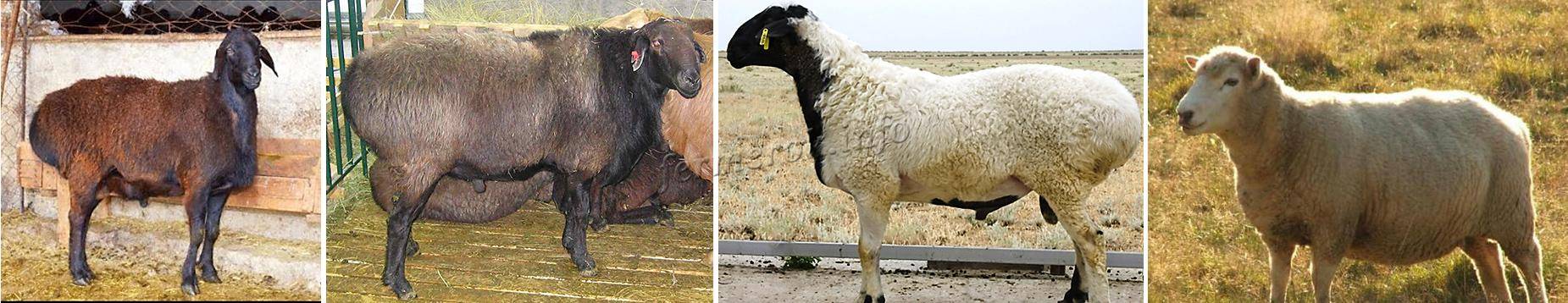 Курдючные овцы: вес барана в среднем, разновидности пород, уход и содержание