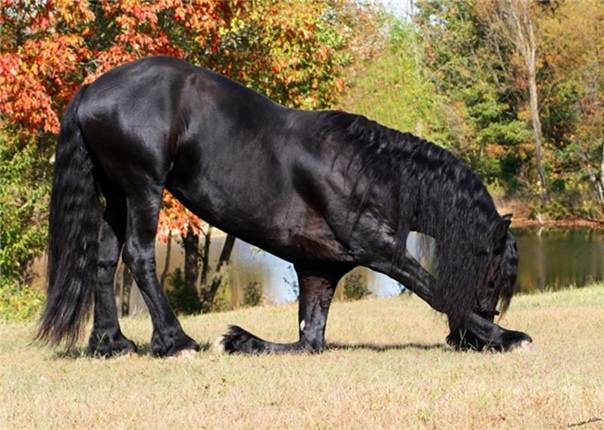 Самая дорогая лошадь в мире - топ-3 с фото - topkin | 2021