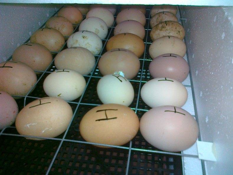 Как закладывать и отбирать яйца