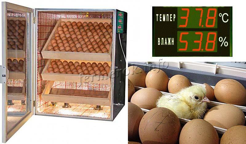 Цыплят из яиц выводят дома и на крупных предприятиях: рейтинг лучших инкубаторов для яиц в 2020 году, составленный экспертами zuzako