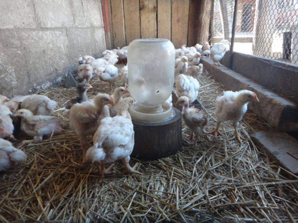 Цыплята бройлеры: особенности выращивания в домашних условиях
