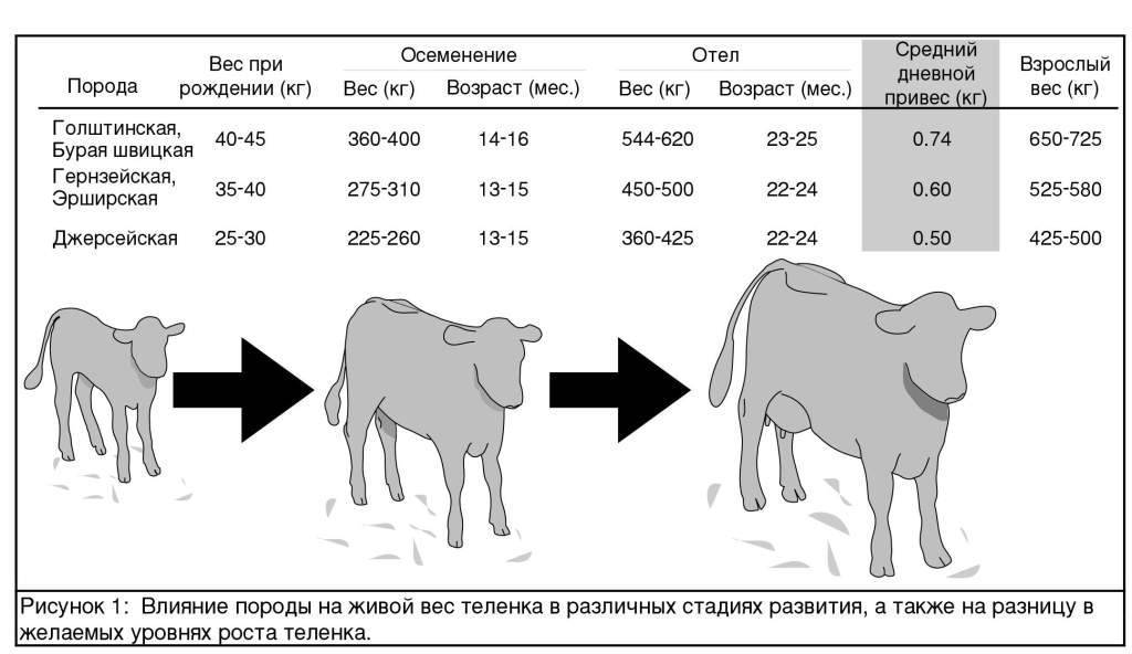 ᐉ средний вес коровы: факторы, влияющие на прирост массы тела - zooon.ru