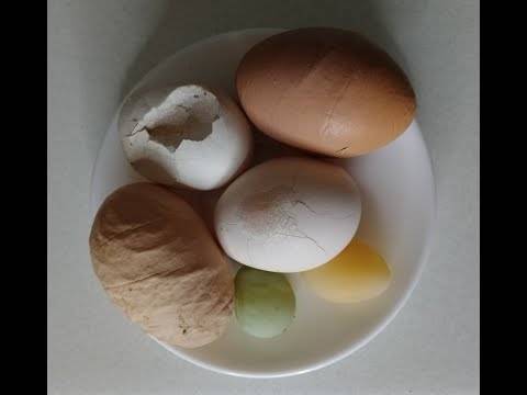 Куры несут яйца с мягкой скорлупой • причины такой скорлупы