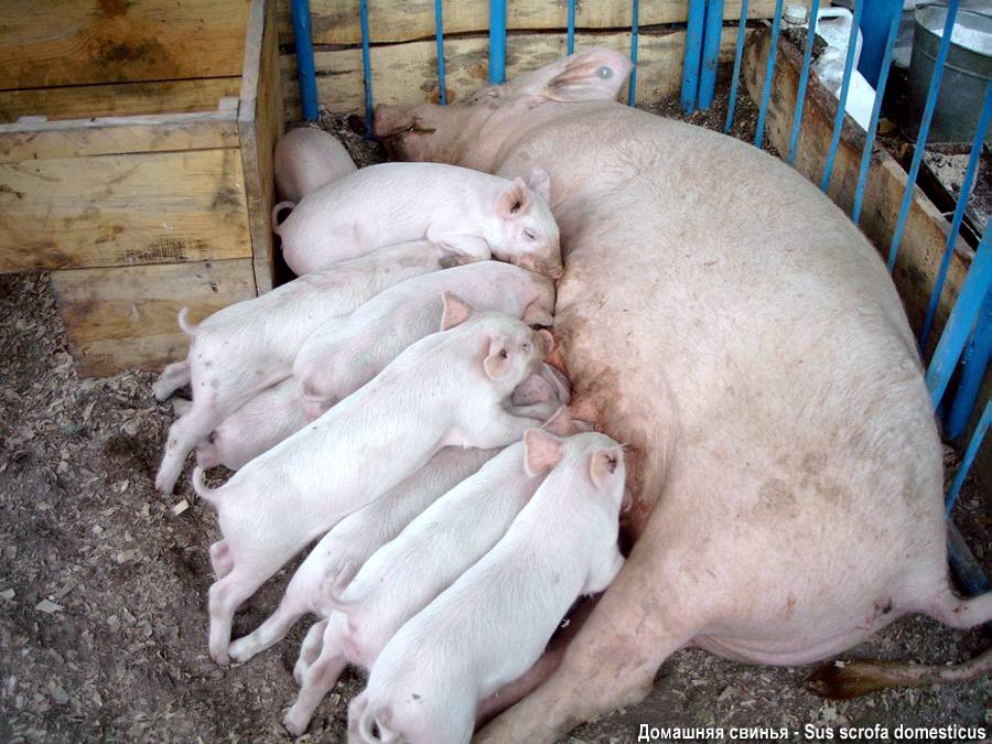 Описание и основные характеристики свиней породы ландрас