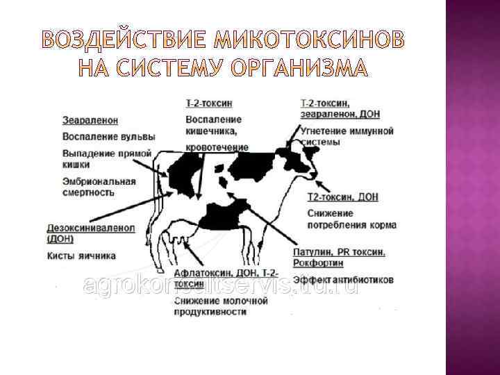 Оценка навоза и состояние кормления коров ао "витасоль"