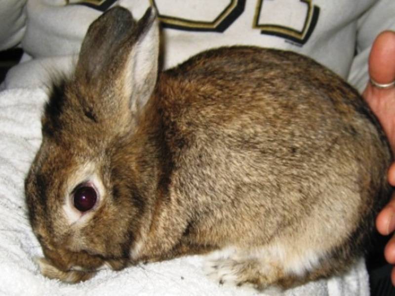 От кролика к человеку: болезни кроликов, опасные и для хозяев