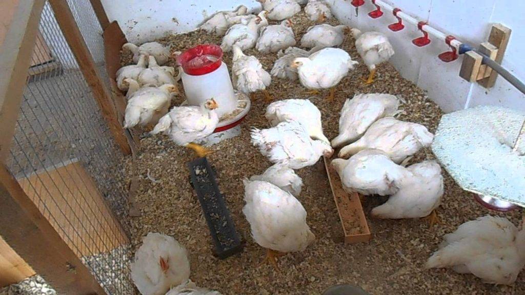 Секреты выращивания кур несушек в домашних условиях опытного фермера