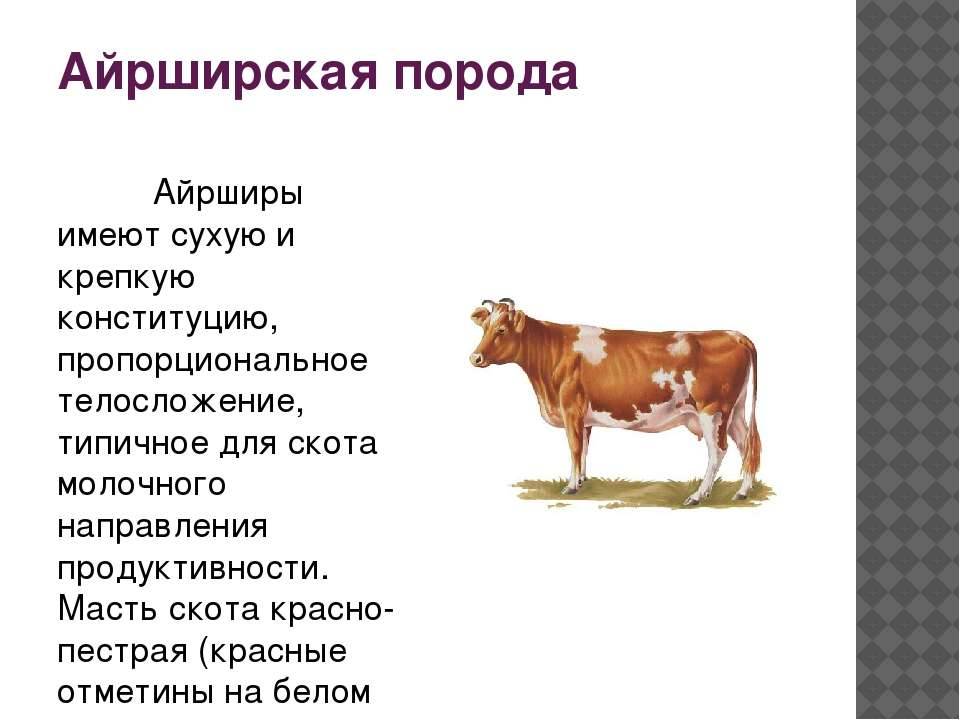 Корова айрширской породы: описание, характеристика, отзывы :: syl.ru