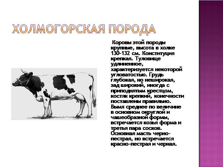 Черно-пестрая порода коров: характеристика молочной продуктивности, содержание и уход