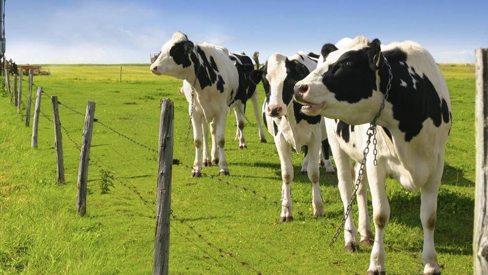 Голштино-фризская порода коров: характеристика голштинской бычков и быков