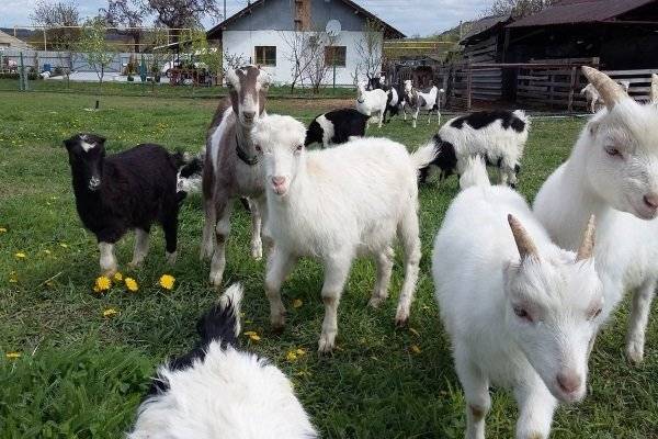 Описание и продуктивность молочных коз породы Ламанча