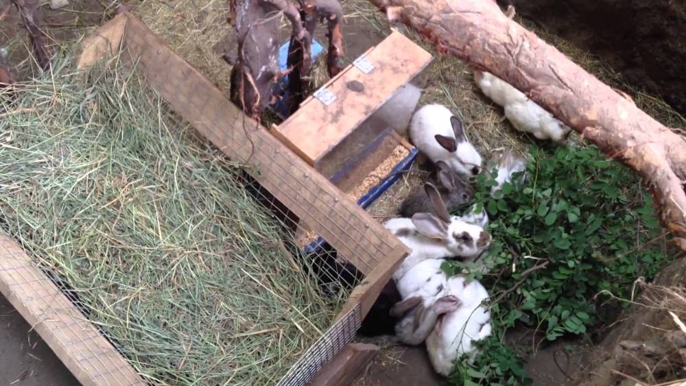Разведение кроликов в ямах