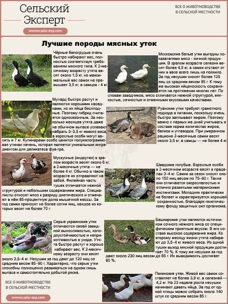 Благоварская утка: описание породы, характеристика, выращивание и разведение :: syl.ru