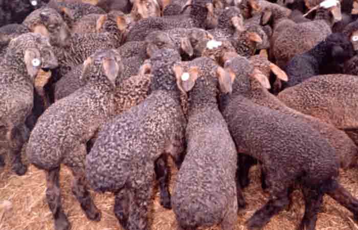 Каракульская порода овец: виды и особенности содержания