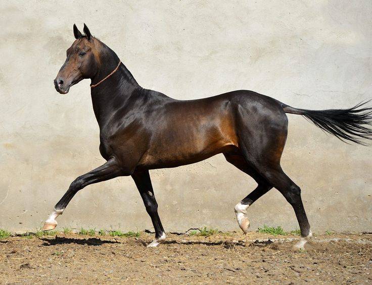 Ахалтекинская порода лошадей: описание, содержание и уход