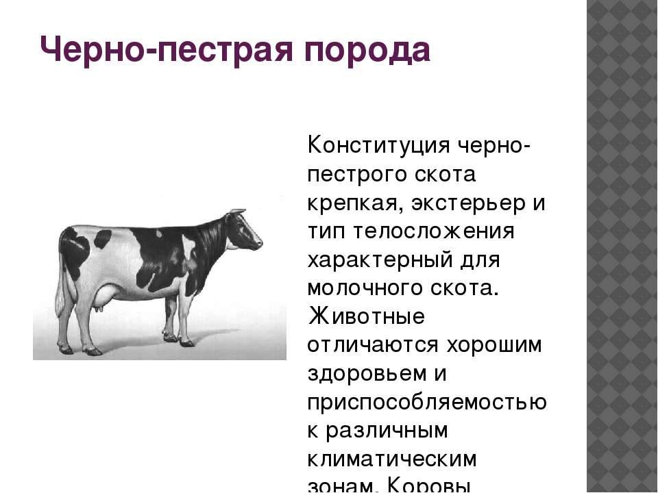 Тагильская порода коров: основные характеристики