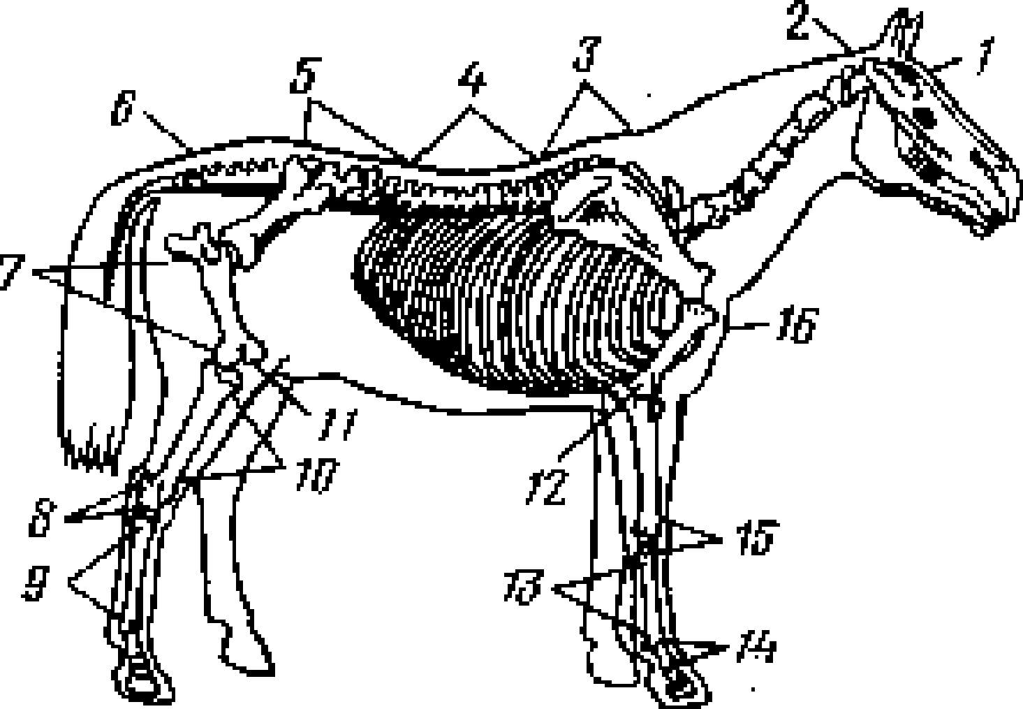 Анатомия лошади — строение скелета, количество костей, череп