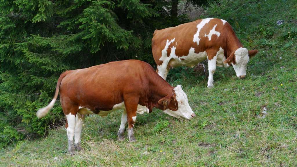 Характеристика симментальской породы коров: описание и достоинства симменталок