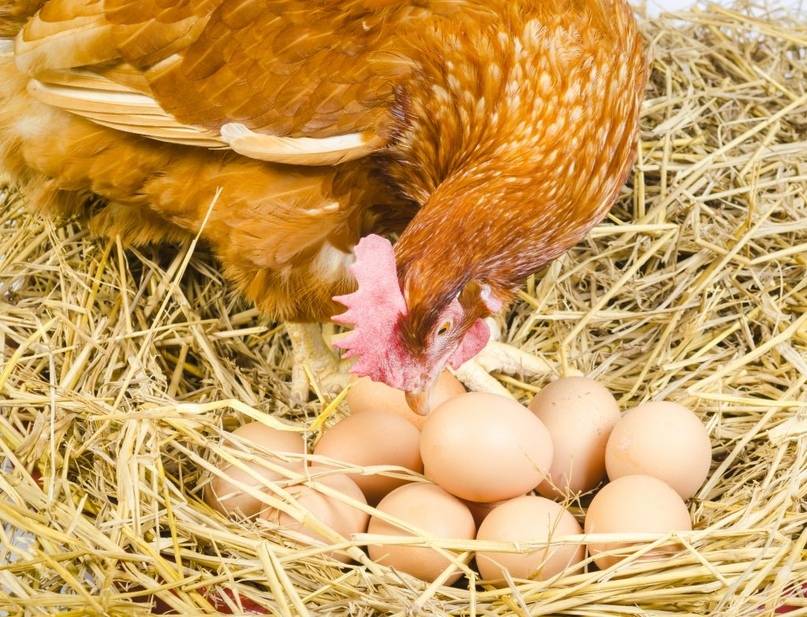 Сколько и какие яйца можно подкладывать под курицу наседку