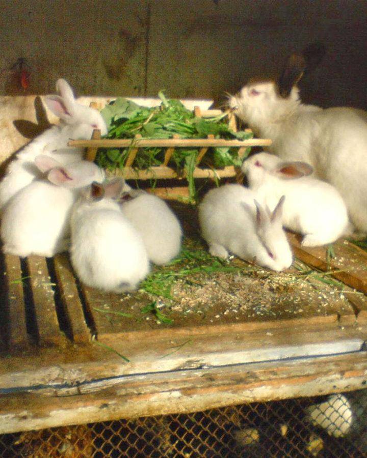 Можно ли давать кроликам траву молочай?
