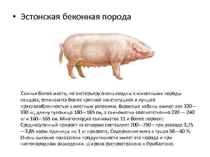 Порода свиней ландрас: характеристика, кормление и уход
