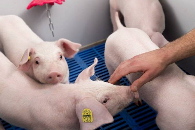 Какой необходим корм для свиней для быстрого набора веса?