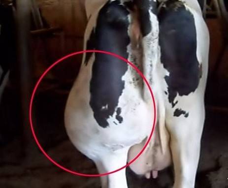 Почему корова потеет?