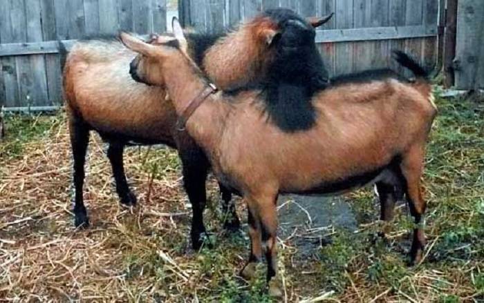 Чешская порода коз: сколько дает молока, описание, фото