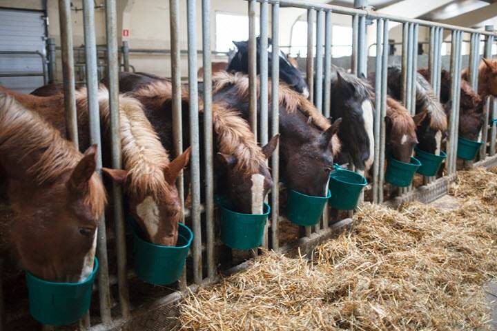 Лошадиное молоко — продуктивность, применение и доение кобыл