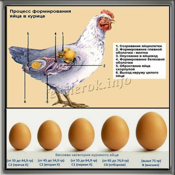 От чего зависит цвет желтка куриного яйца?