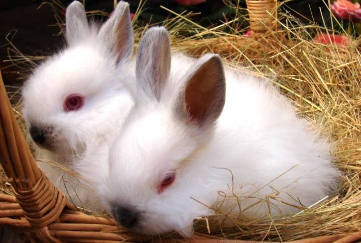 Ангорский кролик: особенности содержания и разведения