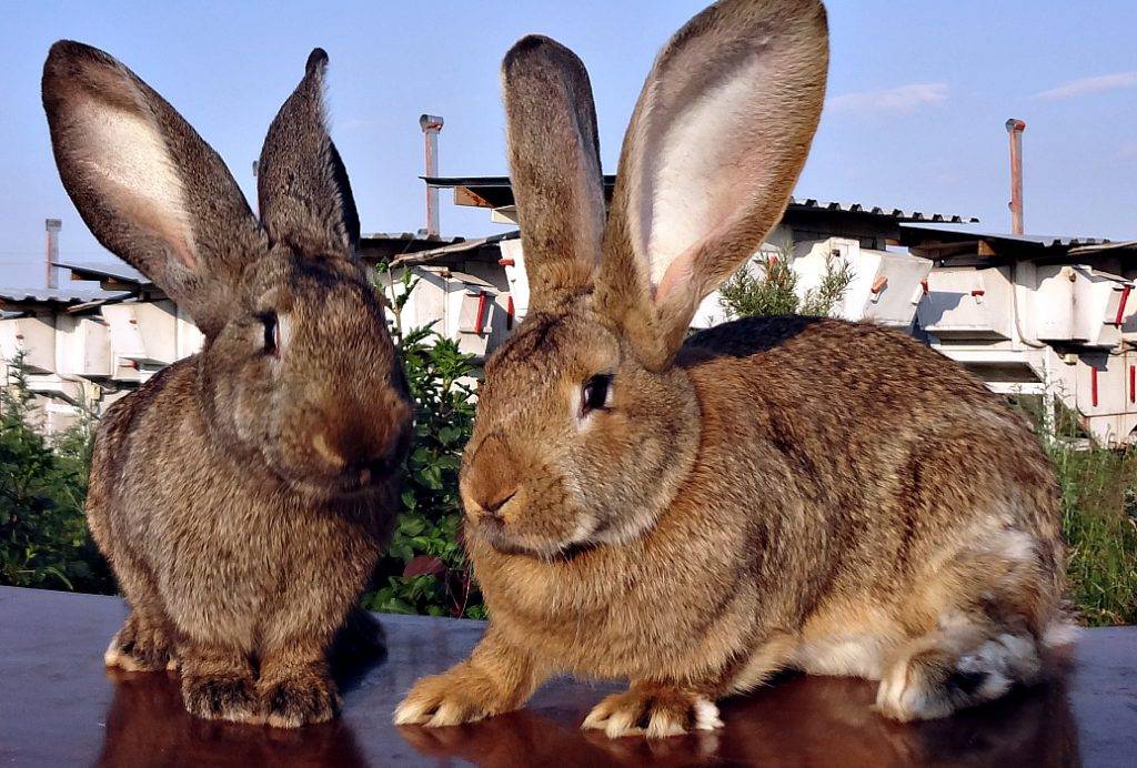 Кролик фландр: характеристика и описание породы
