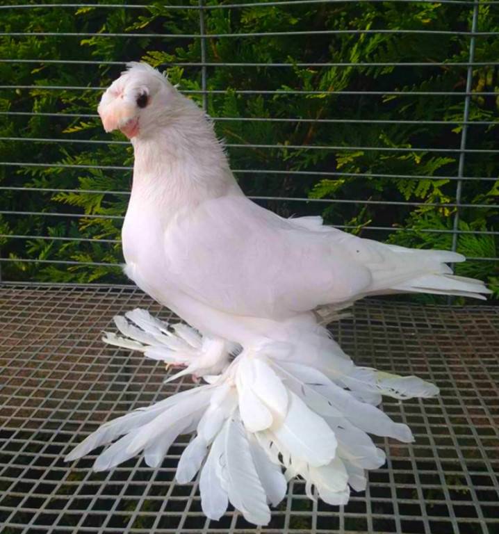 Описание и обзор разновидностей Узбекских голубей