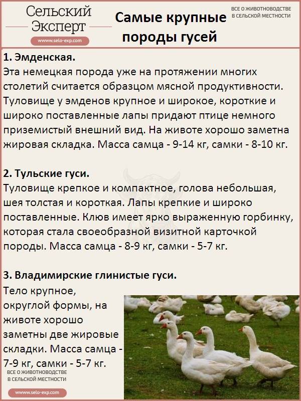 Породы домашних гусей : разведение и откорм гусей