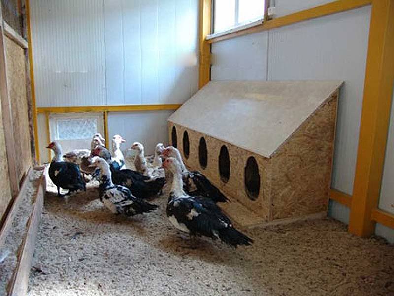 Гнездо для попугаев: как сделать, готовые модели, выбор