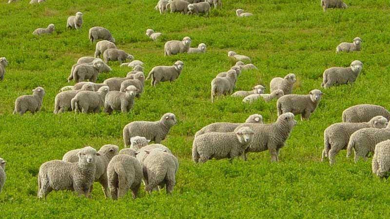 Овцы романовской породы как самый лучший вариант для начинающих овцеводов