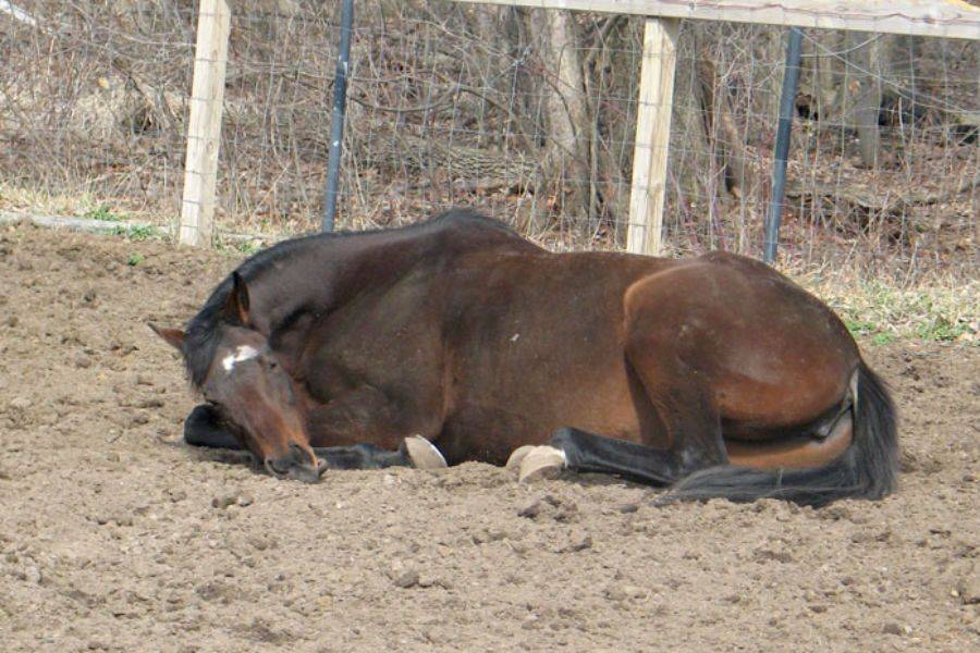 Живая природа: как спит лошадь?