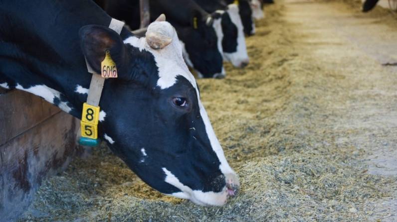 Какими способами можно в домашних условиях увеличить надои молока у коровы