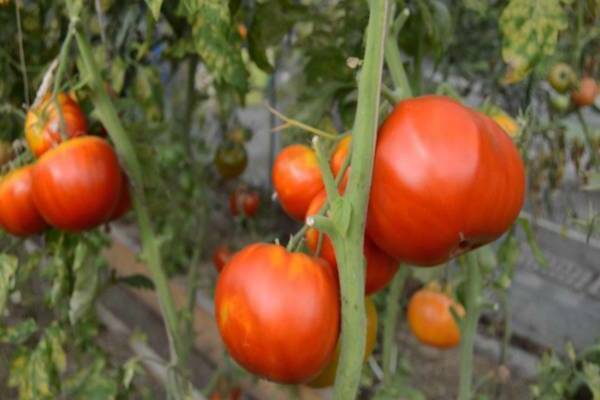 Томат евпатор f1: отзывы, фото, описание сорта, посадка и уход, выращивание т урожайность помидоров