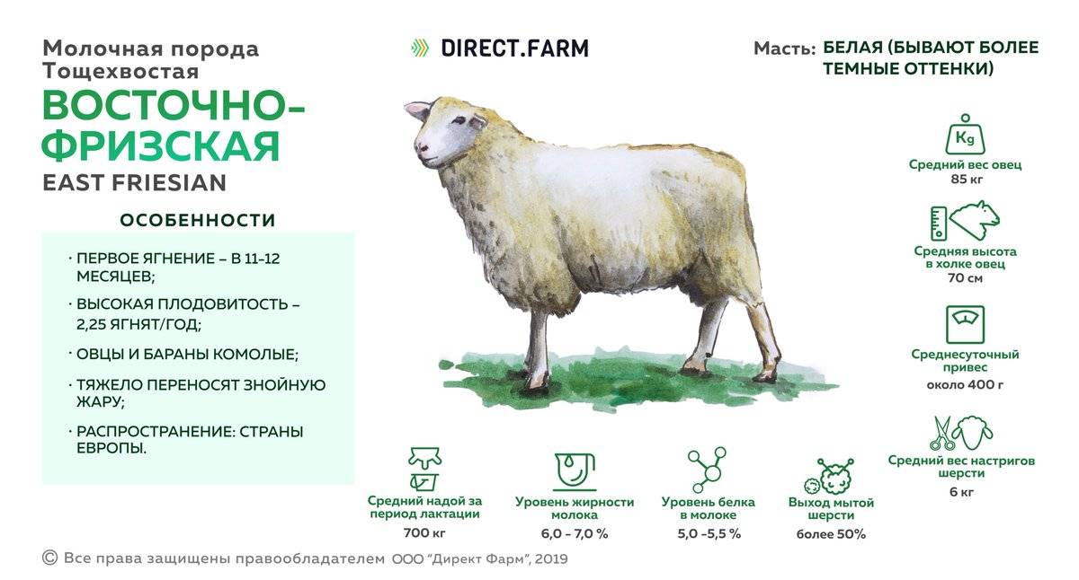 Какие породы овец и баранов бывают: фото и описание основных пород