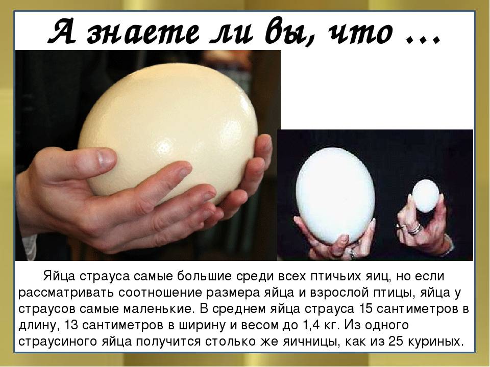 Масса страусиного яйца и размер, применение