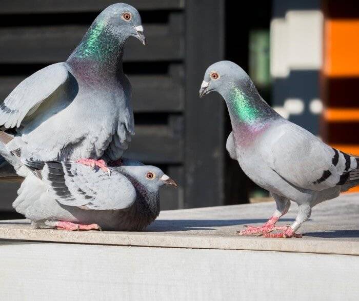 Спаривание голубей: тонкости размножения