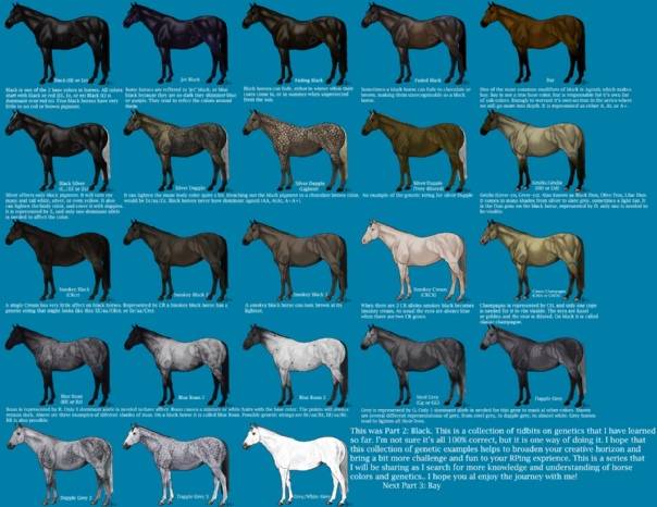 Масти лошадей: фото, определение масти лошадей, основные масти, редкие масти