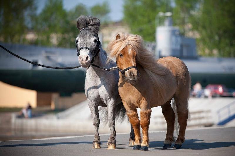 Мини-лошадь: самые маленькие и карликовые кони