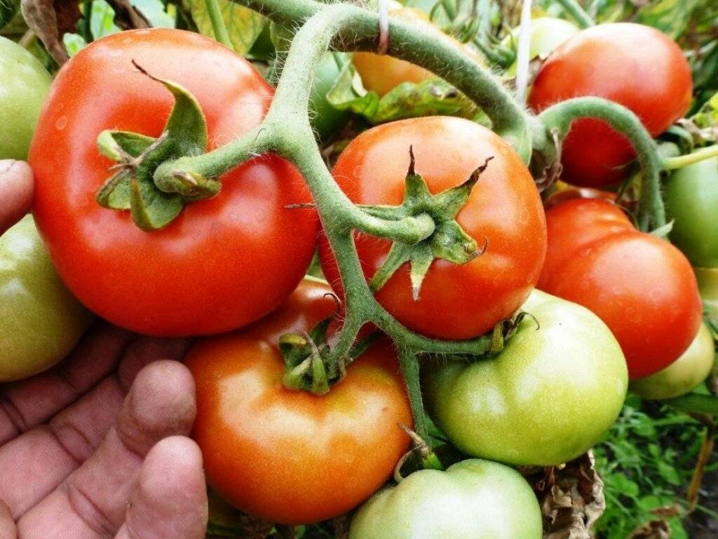 Несколько секретов для увеличения урожая томатов