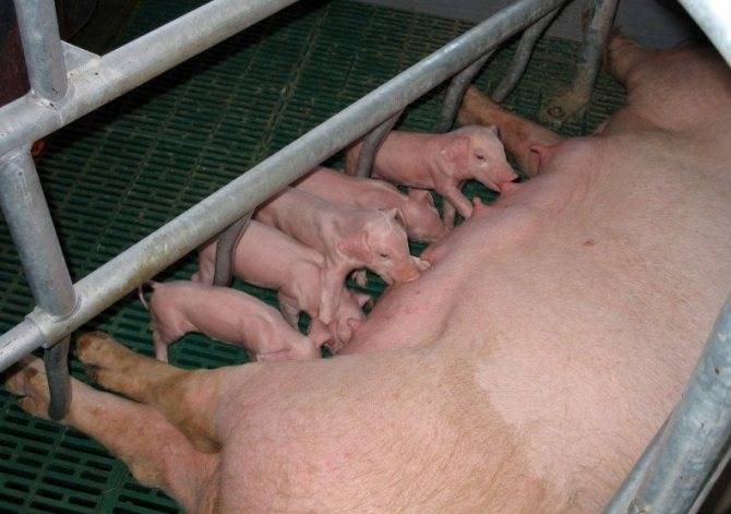 Племенное свиноводство | время проведения осеменения свиноматок