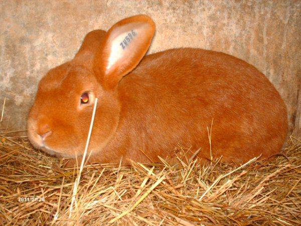 Востребованные кролики в мире: чем славится бургундская порода и почему нужно выращивать именно их