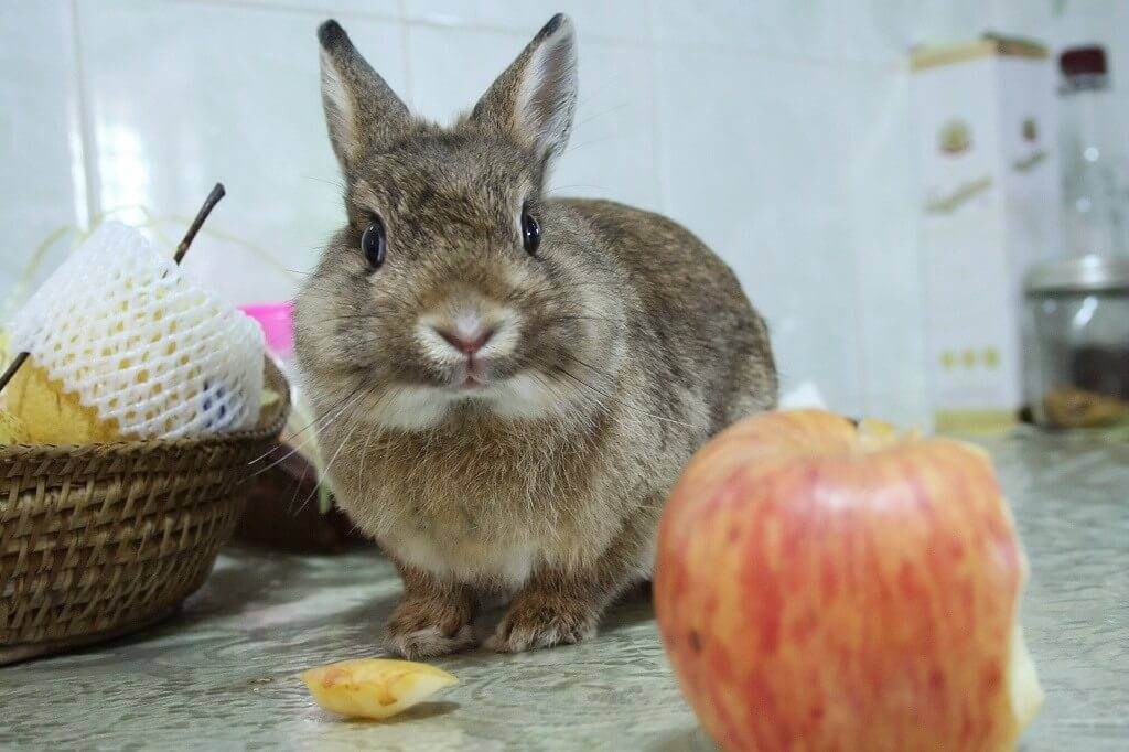 Можно ли кроликам давать яблоки?