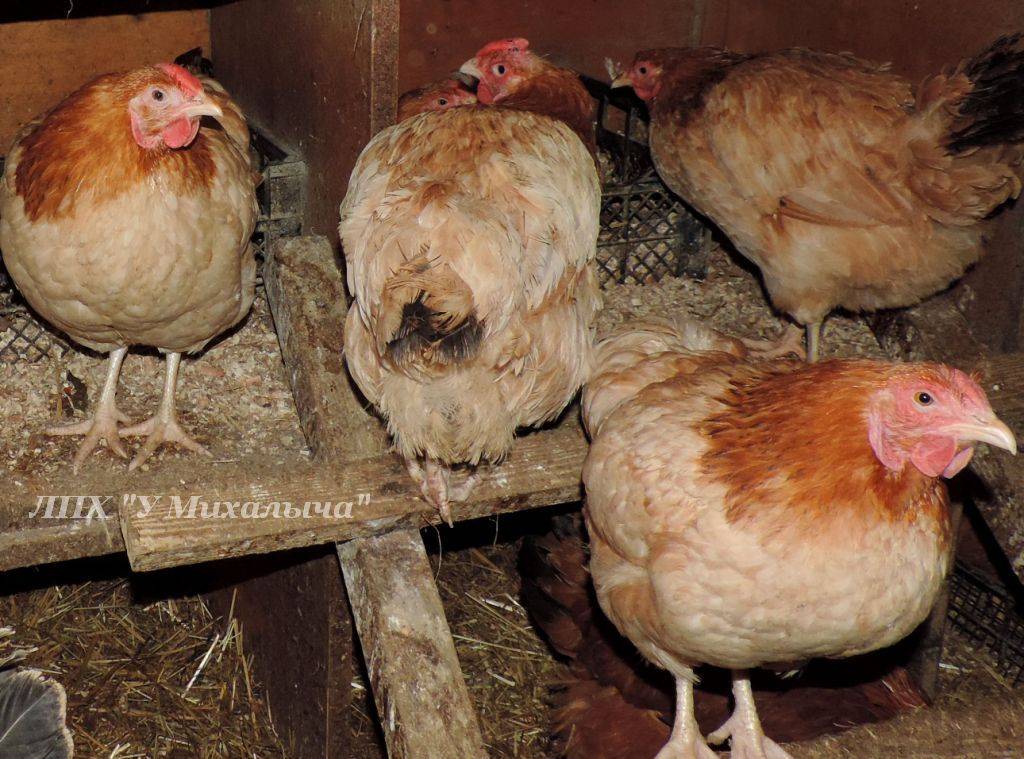 Полтавская глинистая порода кур: описание и советы по содержанию